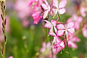 GAURA LINDHEIMERI ROSYJANE