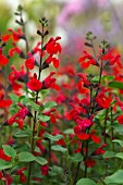 SALVIA GREGGII ROYAL BUMBLE