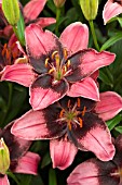 LILIUM PURPLE EYE