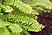 ADIANTUM PEDATUM; EASTERN MAIDENHAIR FERN