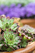 SEMPERVIVUM GROWING IN A POT