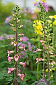 DIGITALIS ILLUMINATION PINK