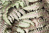 ATHYRIUM NIPONICUM BURGUNDY LACE