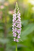 Dactylorhiza maculata