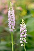 Dactylorhiza maculata