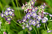 Primula alpicola