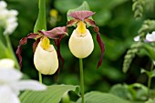 Cypripedium kentuckiense