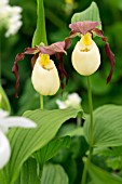 Cypripedium kentuckiense