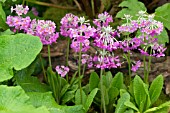 Candelabra Primrose