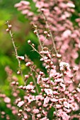 Leptospermum scoparium