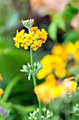 Candelabra Primrose