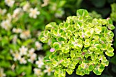 Hydrangea Coral