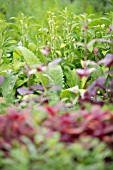 Edible mixed leaves