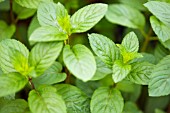 Mentha piperita citrata Chocolate