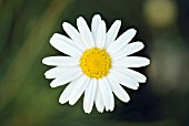 ARGYRANTHEMUM GRACILE CHELSEA GIRL FLOWER