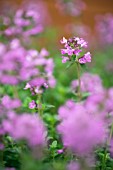 Thymus citriodorus