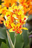 Canna Queen Charlotte