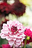 Dahlia Creme de Cassis