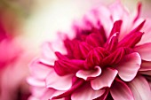 Dahlia Creme de Cassis