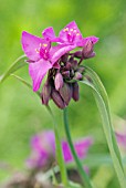 TRADESCANTIA (ANDERSONIANA GROUP) CONCORD GRAPE