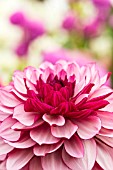 Dahlia Creme de Cassis