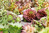 Sempervivum