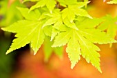 Acer palmatum Orange Dream