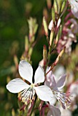 GAURA LINDHEIMERI