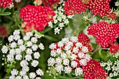 Achillea millefolium The Beacon with Ligusticum lucidum