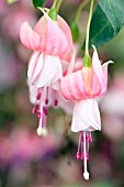 Fuchsia Claudia