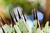 Agave macrantha