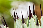 Agave macroacantha