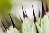 Agave macroacantha