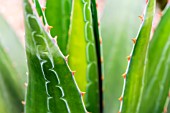 Agave montana