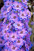 Delphinium Cassius