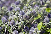 ERYNGIUM X TRIPARTITUM; SEA HOLLY WITH HOVERFLY