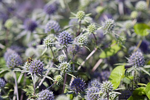 ERYNGIUM_X_TRIPARTITUM_SEA_HOLLY_WITH_HOVERFLY