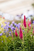 Veronica spicata Heidekind