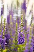 Veronica spicata Inspire Blue