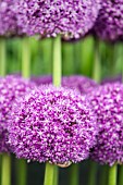 Allium Ambassador