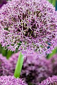 Allium Purple Giant