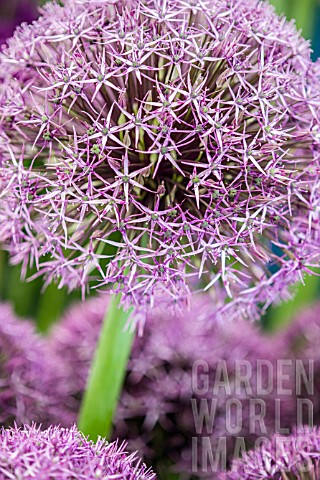 Allium_Purple_Giant