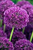 Allium hollandicum Purple Sensation