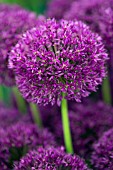 Allium hollandicum Purple Sensation