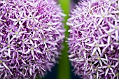 Allium Globemaster