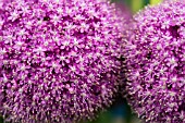 Allium giganteum