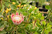 Protea cynaroides