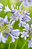 Agapanthus Margaret