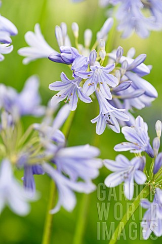 Agapanthus_Margaret