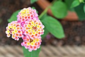 Lantana Speciosa